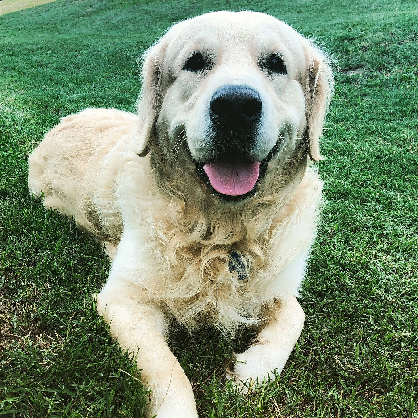 Mango a rejoint le concours — aidez-le/la à gagner de superbes lots ! akbash_dog, ancient_dog_breeds, canidae, carnivore, companion_dog, dog, dog_breed, fawn, golden_retriever, labrador_retriever, livestock_guardian_dog, mammal, maremma_sheepdog, polish_tatra_sheepdog, retriever, slovak_cuvac, sporting_group, vertebrate