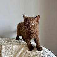 Sushi joined the competition — help win amazing prizes! kitten, brown, cat, pet, animal, feline, cute, small, fur, whiskers, indoor, blanket, texture, curious, standing, young, eyes, portrait, soft_light, neutral_background