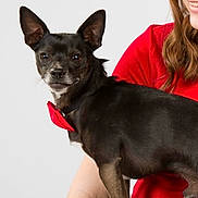 Oliver is registered to the contest to win money with this photo: dog, small_dog, black_dog, bow_tie, pet, animal, person, woman, red_shirt, black_pants, lap, smile, indoor, studio, portrait, seated, short_hair, looking_down, cute, companionship