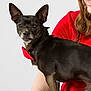 dog, small_dog, black_dog, bow_tie, pet, animal, person, woman, red_shirt, black_pants, lap, smile, indoor, studio, portrait, seated, short_hair, looking_down, cute, companionship