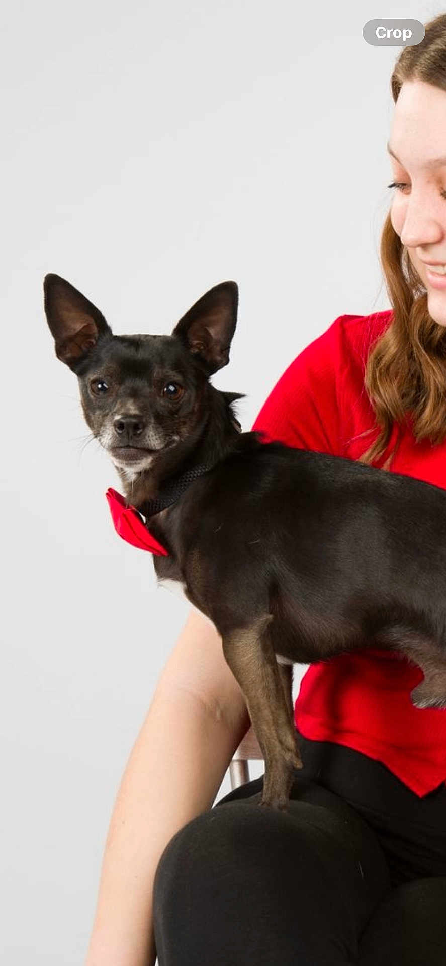 Oliver is registered to the contest to win money with this photo: dog, small_dog, black_dog, bow_tie, pet, animal, person, woman, red_shirt, black_pants, lap, smile, indoor, studio, portrait, seated, short_hair, looking_down, cute, companionship
