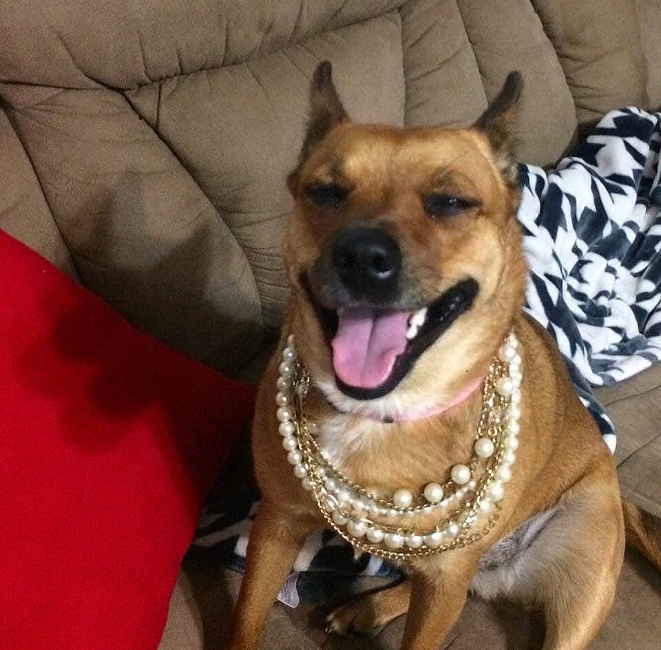 Mali joined the competition — help win amazing prizes! black_mouth_cur, canidae, carnivore, dog, dog_breed, ear, fawn, mammal, snout, sporting_group, vertebrate