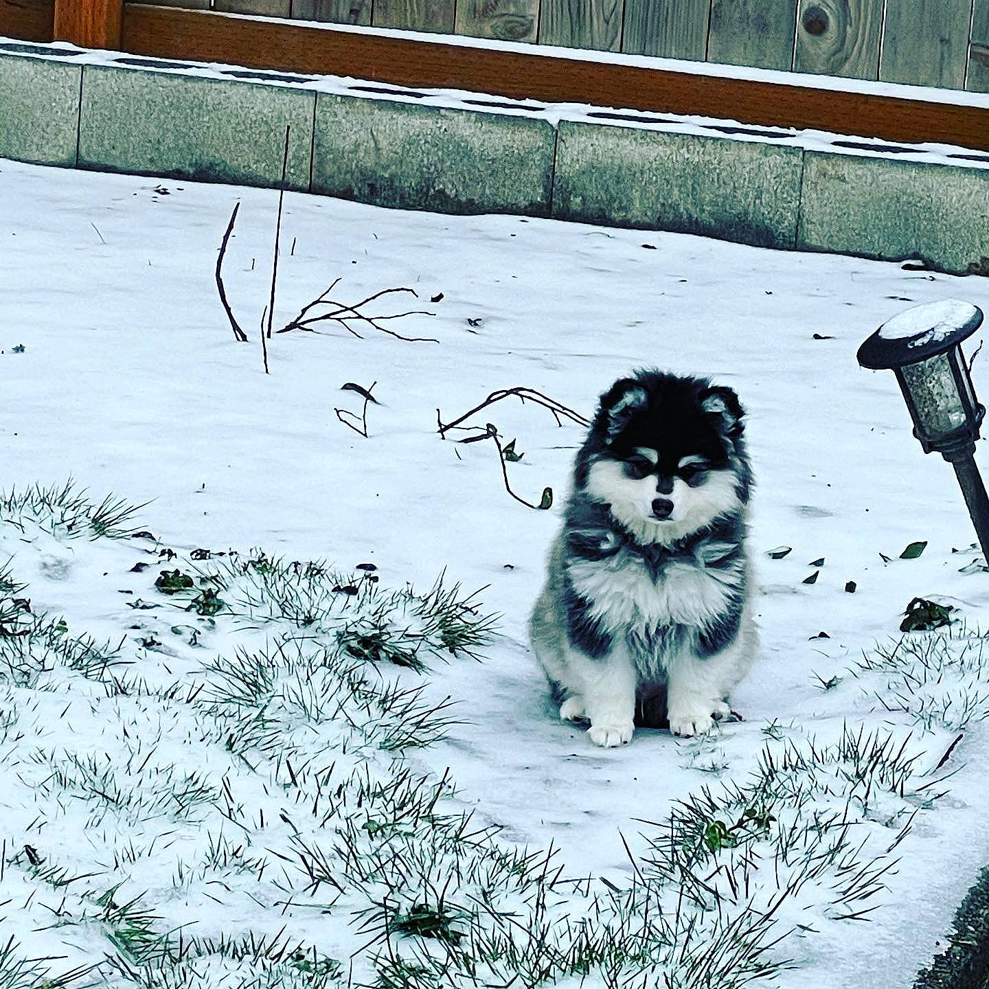 Cash joined the competition — help win amazing prizes! art, carnivore, dog_breed, felidae, graffiti, grass, illustration, monochrome, monochrome_photography, painting, plant, road_surface, sidewalk, snout, snow, sporting_group, tail, twig, whiskers, winter