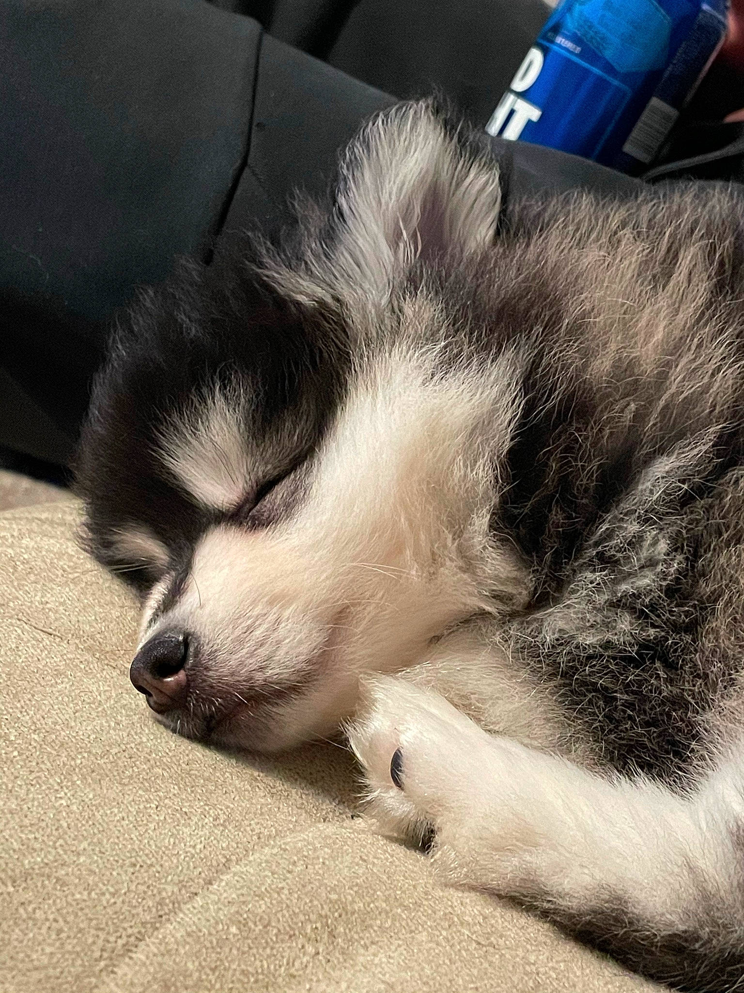 Cash joined the competition — help win amazing prizes! carnivore, claw, cloud, comfort, companion_dog, dog, dog_breed, felidae, fur, nap, paw, sky, sleep, small_to_medium_sized_cats, snout, sporting_group, tail, terrestrial_animal, whiskers, working_animal