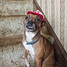 Yogybear is registered to the contest to win money with this photo: dog, pet, stairs, carpet, cap, brown_dog, canine, indoor, wallpaper, vintage, sitting, cute, teeth, funny_expression, collar, small_dog, animal, home, portrait, mischievous