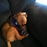 animal, blurred, brown_dog, collar, corner, couch, cozy, dog, fur, furniture, home, indoor, light, pet, relaxing, resting, shadow, sleeping, small_dog, window