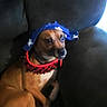 animal, blue_hat, brown_dog, canine, collar, companion, couch, dog, domestic_animal, ears, fur, hat, indoor, looking, pet, sideways, sitting, snout, spiked_collar, stars