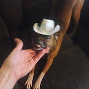 Yogybear joined the competition — help win amazing prizes! dog, cowboy_hat, hand, couch, stretching, pet, indoor, brown_dog, funny, animal, canine, domestic_animal, furniture, cute, playful, human_hand, hat, companion, friendship, cozy