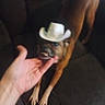 Yogybear is registered to the contest to win money with this photo: dog, cowboy_hat, hand, couch, pet, brown_dog, indoor, stretching, animal, canine, furniture, funny_hat, domestic_animal, blurred, face, paw, pet_accessory, home, cute, playful
