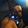 animal, bandana, blue_bandana, brown_dog, canine, closeup, companion, couch, curled_up, dog, domestic_animal, fur, furniture, indoor, light, pet, resting, shadow, small_dog, stars