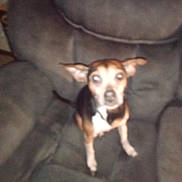 Dannyboy is registered to the contest to win money with this photo: dog, pet, armchair, furniture, indoor, small_dog, blurred, brown, black, white, ears, eyes, cushion, seated, looking, canine, domestic_animal, household, companion, animal