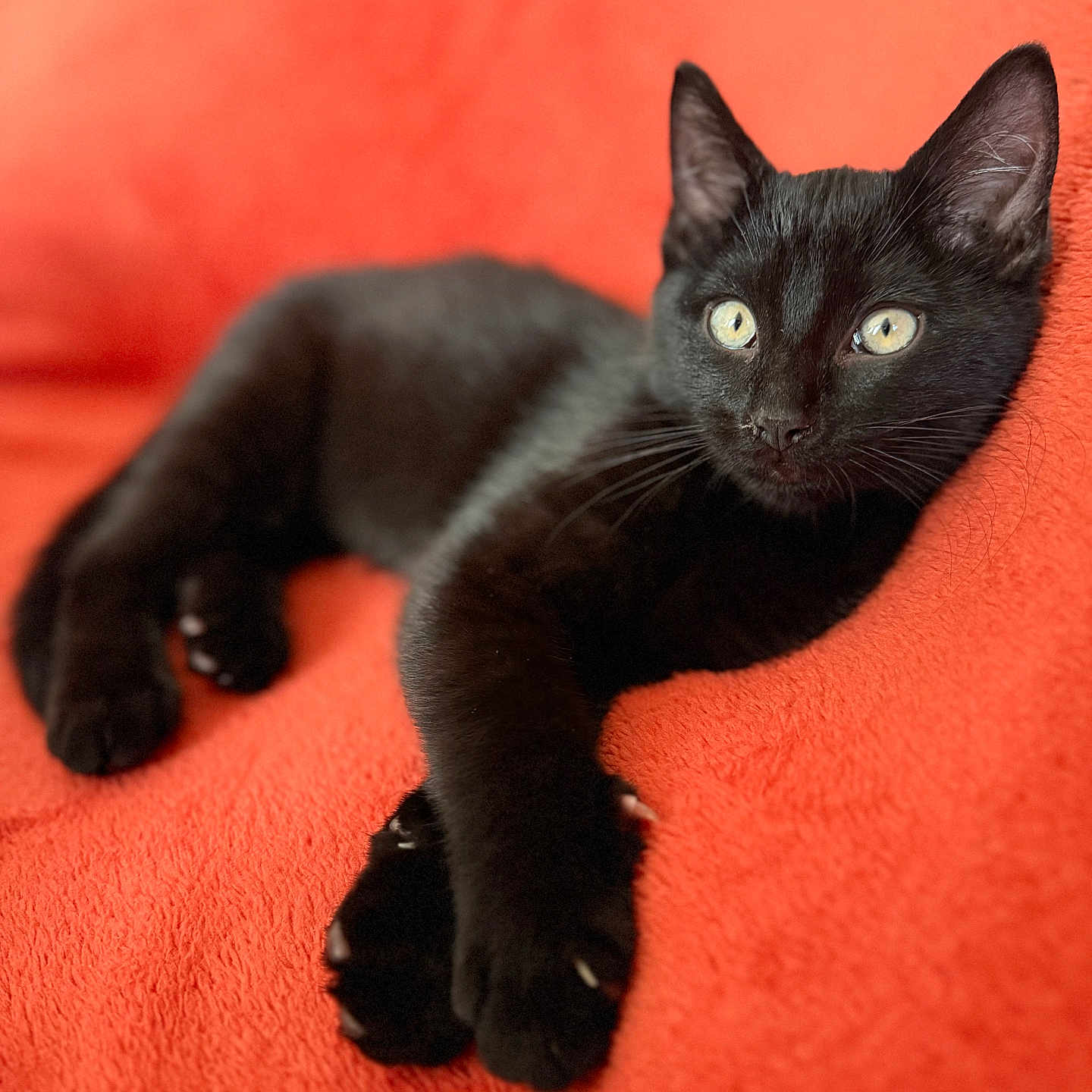 Rengoku participe au concours pour gagner de l'argent avec cette photo : alert, animal, black_cat, cat, claws, close_up, cute, ears, feline, fur, indoor, lying_down, orange_blanket, pet, portrait, relaxed, soft_focus, texture, whiskers, yellow_eyes