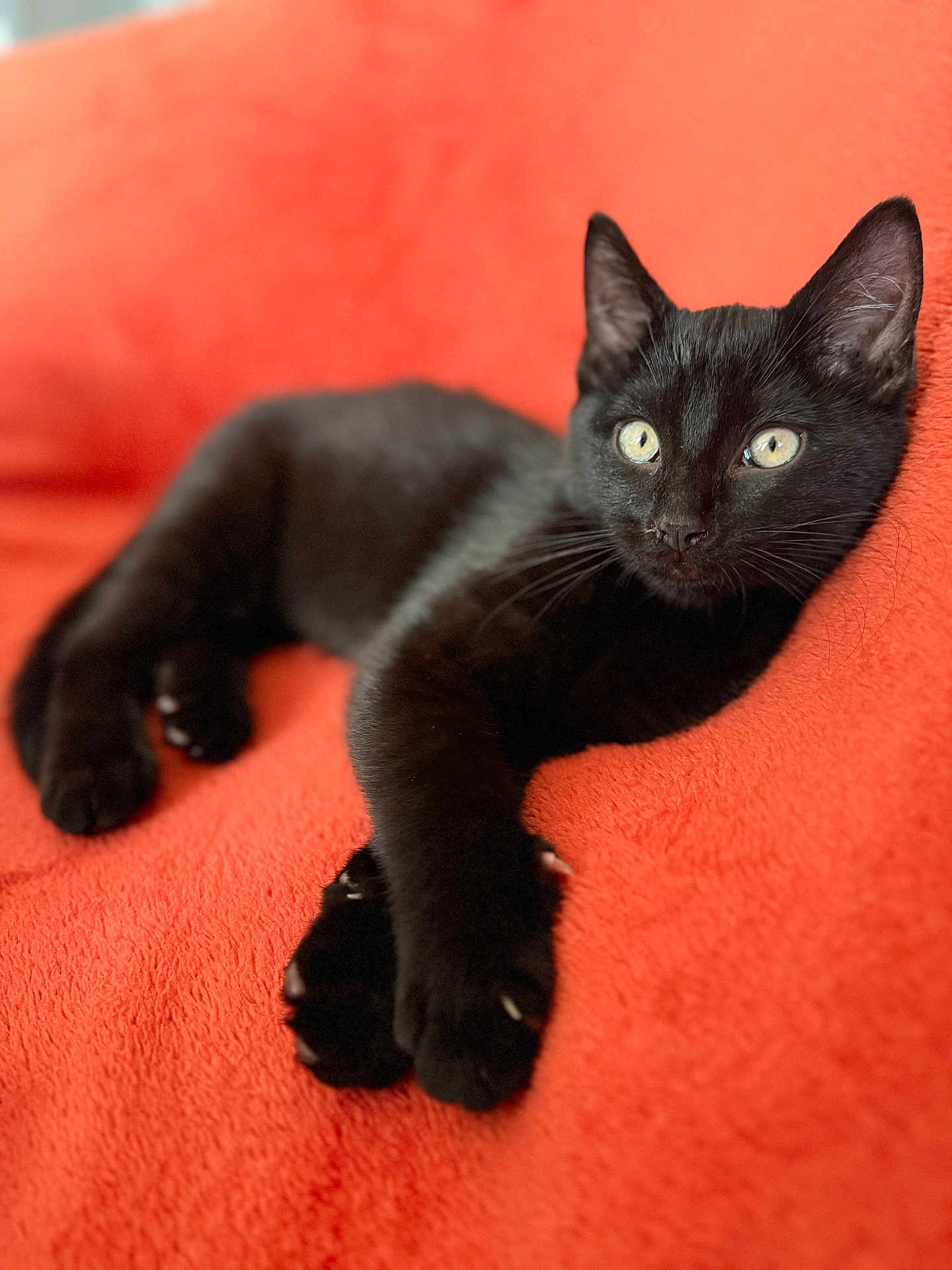 Rengoku participe au concours pour gagner de l'argent avec cette photo : black_cat, cat, pet, animal, feline, yellow_eyes, orange_blanket, texture, close_up, indoor, relaxed, lying_down, fur, whiskers, ears, claws, alert, soft_focus, portrait, cute