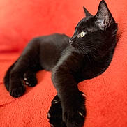 Rengoku a rejoint le concours — aidez-le/la à gagner de superbes lots ! cat, kitten, black_cat, pet, animal, feline, resting, orange_blanket, soft_texture, indoor, closeup, cute, whiskers, paw, ears, laying_down, young_animal, domestic_cat, fur, alert