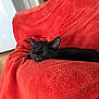 Rengoku a rejoint le concours — aidez-le/la à gagner de superbes lots ! cat, black_cat, sleeping, blanket, red_blanket, chair, indoor, cozy, pet, fur, relaxing, resting, animal, cute, home, domestic_animal, feline, soft_texture, comfort, peaceful