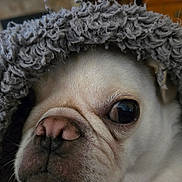 Luna Lou is registered to the contest to win money with this photo: dog, white_dog, puppy, close_up, portrait, blanket, cozy, fur, nose, eye, indoors, pet, cute, wrinkles, snout, animal, soft_texture, curly_blanket, expression, companion