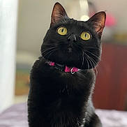 Vargas a rejoint le concours — aidez-le/la à gagner de superbes lots ! alert, animal, black_cat, blurry_background, cat, closeup, collar, curious, cute, domestic_cat, feline, fur, indoor, mammal, pet, portrait, sitting, soft_light, whiskers, yellow_eyes
