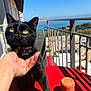 Vargas participe au concours pour gagner de l'argent avec cette photo : animal, balcony, black_cat, blue_sky, cat, closeup, collar, daylight, domestic_animal, feline, hand, outdoor, pet, plant, railing, red_table, relaxation, sea_view, shadow, sunny