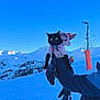Vargas participe au concours pour gagner de l'argent avec cette photo : animal, black_cat, blue_sky, cat, cold_weather, daytime, gloves, hand, holding, mountains, outdoor, person, pet, pink_hoodie, ski_resort, skiers, skiing, snow, snowy_landscape, winter