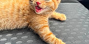 Mufasa joined the competition — help win amazing prizes! animal, car_interior, cat, cute, domestic_cat, ears, eyes, fur, indoor, kitten, mouth_open, orange_tabby, paw, pet, playful, resting, seat, texture, whiskers, young