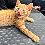 animal, car_interior, cat, cute, domestic_cat, ears, eyes, fur, indoor, kitten, mouth_open, orange_tabby, paw, pet, playful, resting, seat, texture, whiskers, young