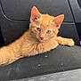 Mufasa joined the competition — help win amazing prizes! animal, car_interior, cat, close_up, cute, ears, feline, fur, indoor, kitten, looking_at_camera, orange_cat, pet, relaxed, resting, seat, texture, vehicle, whiskers, young_cat
