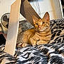 Mufasa joined the competition — help win amazing prizes! animal, bed, blanket, cardboard, cat, comfort, cozy, cute, fan, feline, indoor, orange_tabby, pattern, pet, relaxed, resting, striped, tabby, television, tent