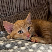 Mufasa is registered to the contest to win money with this photo: animal, blanket, cat, close_up, couch, cute, domestic_animal, ears, feline, fur, indoor, kitten, orange_tabby, paw, pet, polka_dot, relaxed, sleepy, soft, whiskers