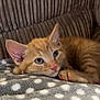 animal, blanket, cat, close_up, couch, cute, domestic_animal, ears, feline, fur, indoor, kitten, orange_tabby, paw, pet, polka_dot, relaxed, sleepy, soft, whiskers