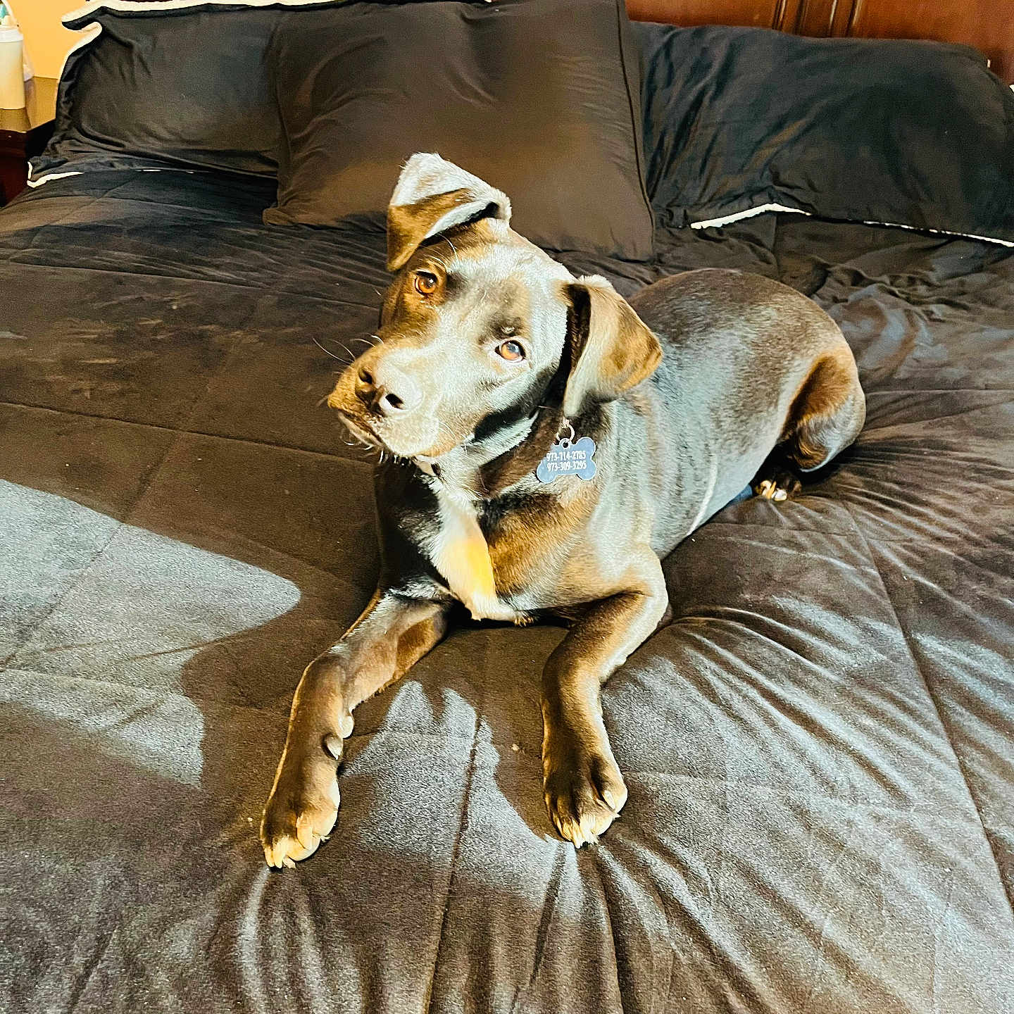 Shadow joined the competition — help win amazing prizes! animal, bed, bedroom, blanket, brown_dog, canine, collar, dog, domestic_animal, fur, indoor, light, looking_up, pet, pillow, relaxing, resting, shadow, tag, wooden_headboard