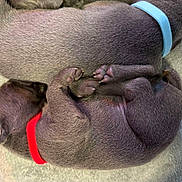 Mystic is registered to the contest to win money with this photo: puppy, newborn, sleeping, collar, red_collar, blue_collar, fur, paw, snuggling, cozy, blanket, cute, animal, pet, young, resting, soft, domestic_animal, two_puppies, close_up