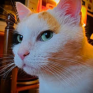 Heidi participe au concours pour gagner de l'argent avec cette photo : animal, cat, chair, close_up, cozy, cute, domestic_cat, focus, fur, furniture, green_eyes, indoor, lighting, orange_patch, pet, portrait, side_view, wall_art, whiskers, white_fur