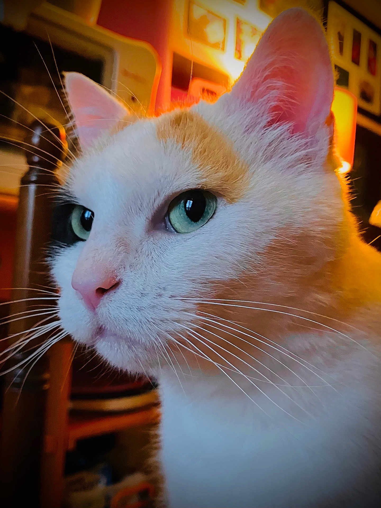 Heidi