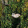 Lexa participe au concours pour gagner de l'argent avec cette photo : cat, fluffy, tree, branch, leaves, greenery, yellow_leaves, nature, outdoor, moss, animal, pet, relaxed, feline, wildlife, foliage, camouflage, daylight, resting, woods