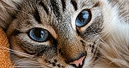 Lexa participe au concours pour gagner de l'argent avec cette photo : cat, blue_eyes, close_up, fluffy, fur, whiskers, face, pet, animal, cozy, relaxed, indoor, portrait, orange_background, soft_texture, striped, cute, feline, domestic_cat, sleepy