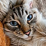 cat, blue_eyes, close_up, fluffy, fur, whiskers, face, pet, animal, cozy, relaxed, indoor, portrait, orange_background, soft_texture, striped, cute, feline, domestic_cat, sleepy