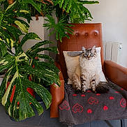 Lexa participe au concours pour gagner de l'argent avec cette photo : cat, fluffy_cat, blue_eyes, chair, blanket, heart_pattern, indoor, plants, green_leaves, decor, cozy, furniture, pet, sitting, tile_floor, radiator, pillow, relaxed, home, comfortable