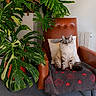 cat, fluffy_cat, blue_eyes, chair, blanket, heart_pattern, indoor, plants, green_leaves, decor, cozy, furniture, pet, sitting, tile_floor, radiator, pillow, relaxed, home, comfortable