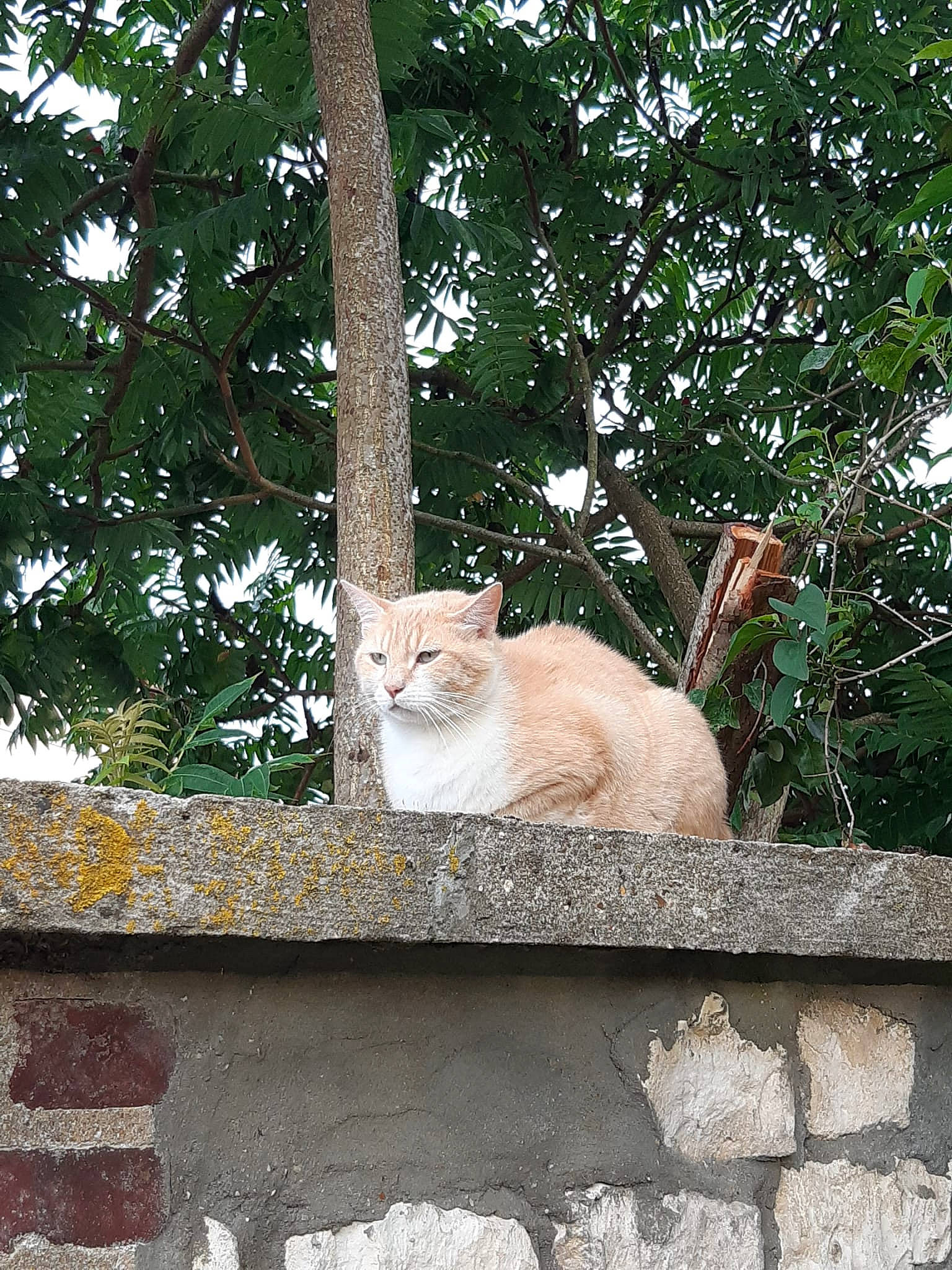 Zouzou participe au concours pour gagner de l'argent avec cette photo : building, carnivore, cat, domestic_short_haired_cat, eye, fawn, felidae, fur, house, plant, small_to_medium_sized_cats, snout, tail, tree, trunk, twig, whiskers, wildlife, window, wood