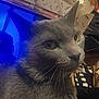 Grayson is registered to the contest to win money with this photo: cat, gray_cat, close_up, animal, pet, feline, yellow_eyes, whiskers, indoor, curious, fur, portrait, domestic_cat, looking_away, close_shot, face, ears, soft_fur, background_objects, casual