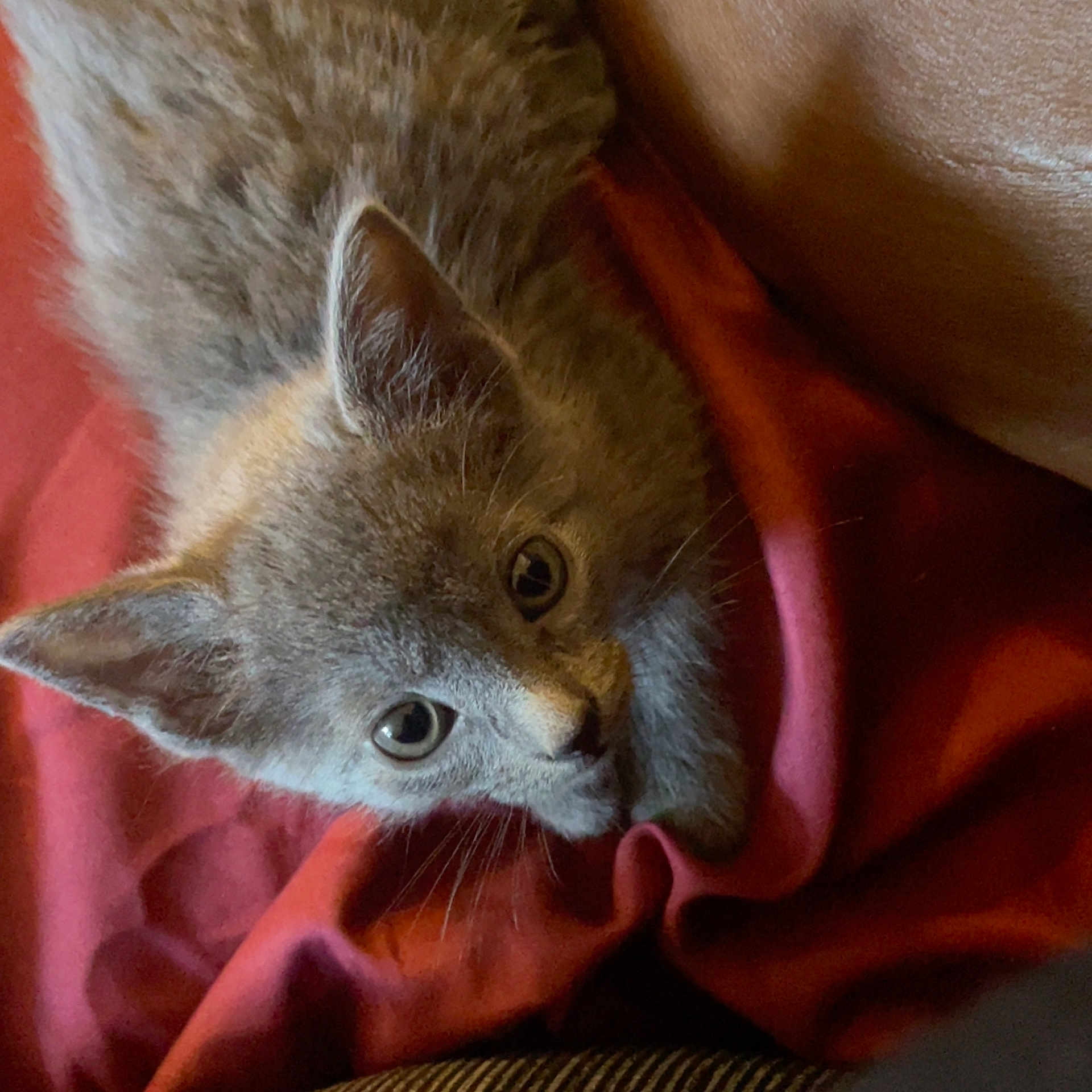 Grayson joined the competition — help win amazing prizes! kitten, cat, gray_fur, pet, animal, cute, whiskers, ears, eyes, blanket, red, soft, snuggling, indoor, young, feline, portrait, closeup, curious, cozy