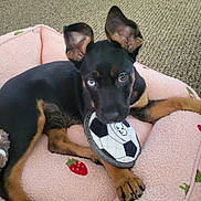Ada joined the competition — help win amazing prizes! puppy, dog, toy, soccer_ball, bed, pink, strawberry_pattern, carpet, pet, cute, ears, black_and_tan, lying_down, indoor, playful, animal, young_dog, paw, fur, looking_up