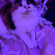 Angel joined the competition — help win amazing prizes! cat, calico_cat, feline, pet, long_hair, whiskers, ears, paws, blanket, pillow, bed, cozy, indoor, portrait, looking_up, wide_eyes, fur, purple_light, soft_texture, relaxed