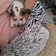Rusty joined the competition — help win amazing prizes! puppy, dog, person, lap, blanket, patterned_fabric, spotted_coat, tattoo, indoor, resting, cozy, soft_texture, fur, comfort, animal, pet, relaxation, couch, home, casual