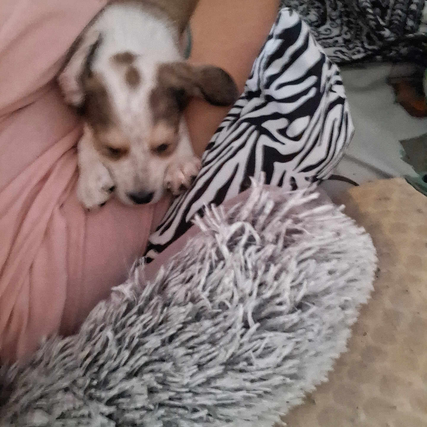 Rusty joined the competition — help win amazing prizes! puppy, dog, person, lap, blanket, patterned_fabric, spotted_coat, tattoo, indoor, resting, cozy, soft_texture, fur, comfort, animal, pet, relaxation, couch, home, casual