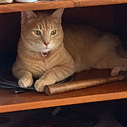 Tripod is registered to the contest to win money with this photo: cable, cat, close_up, collar, curious, domestic_animal, feline, fur, hammer, household_items, indoor, orange_tabby, pet, relaxed, resting, shelf, still_life, storage, wood, wooden_shelf