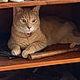 cable, cat, close_up, collar, curious, domestic_animal, feline, fur, hammer, household_items, indoor, orange_tabby, pet, relaxed, resting, shelf, still_life, storage, wood, wooden_shelf