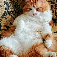 Garfield participe au concours pour gagner de l'argent avec cette photo : cat, orange_cat, white_cat, fluffy, relaxed, lounging, pet, animal, feline, indoor, couch, patterned_fabric, fur, paw, whiskers, ears, sleepy, cute, domestic_animal, resting