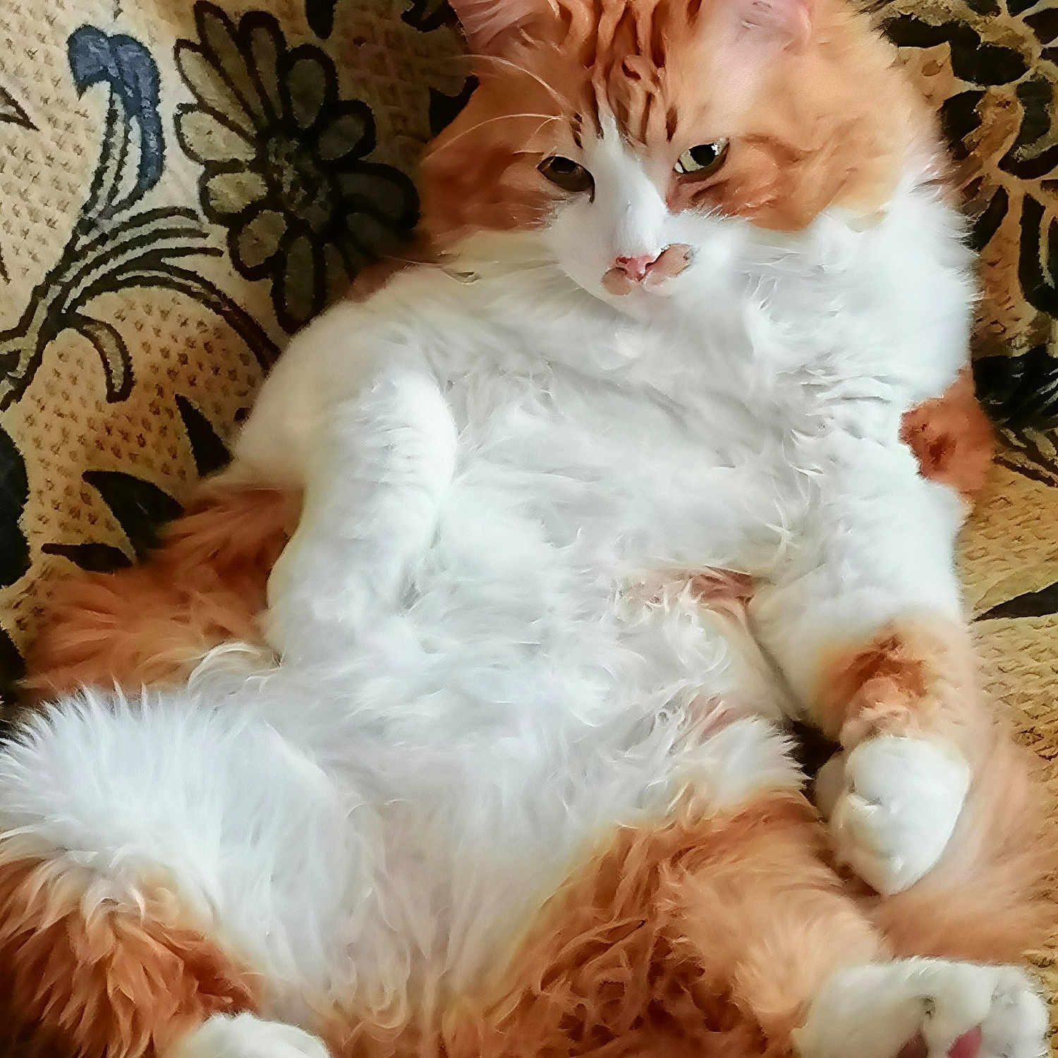 Garfield