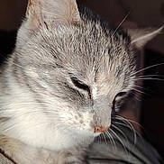 Saphiria a rejoint le concours — aidez-le/la à gagner de superbes lots ! cat, close_up, gray_cat, white_fur, whiskers, pet, animal, feline, sleepy, soft_fur, cute, domestic_cat, face, ears, nose, paw, indoor, quiet, resting, portrait